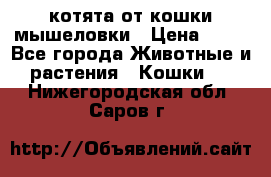 котята от кошки мышеловки › Цена ­ 10 - Все города Животные и растения » Кошки   . Нижегородская обл.,Саров г.